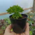 Peperomia Dolabriformis (pote 09)