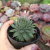 Sempervivum Blue Ice (pote 09) - comprar online