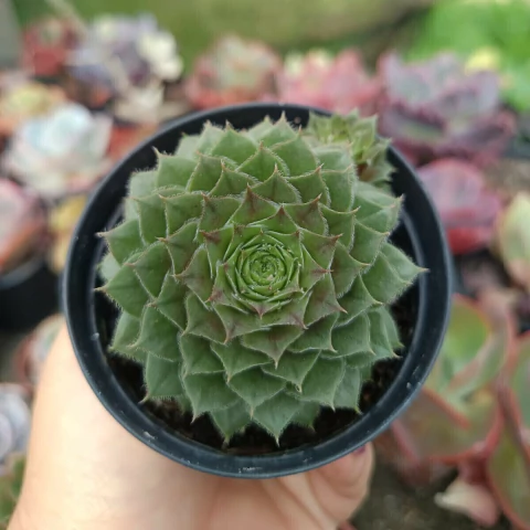 Sempervivum Tectorun (pote 09)