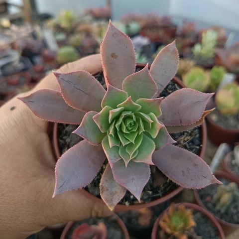 Aeonium (pote 09)