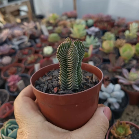 Crassula Templo de Buda (pote 09)