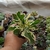 Kalanchoe Lacinata (pote 09)