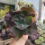 Echeveria Gibbiflora Bumps (pote 11)