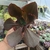 Echeveria Gibbiflora Chocolate Ruffles (pote 09)