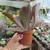 Echeveria Gibbiflora Chocolate Ruffles (pote 09) - comprar online