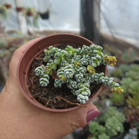 Crassula Corallina (pote 09)