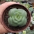 Crassula Hemisfaerica (pote 09)