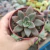 Graptoveria Araluen Gem (pote 09) - comprar online