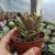 Sedum Ebracteatum (pote 09) na internet