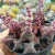 Crassula Thyrsiflora Castelo Chinês (pote 09) - comprar online