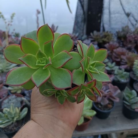Aeonium Kiwi (pote 09) - comprar online