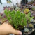 Sedum Goldmanni (pote 06) na internet