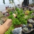 Sedum Goldmanni (pote 06) - comprar online