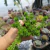 Sedum Goldmanni (pote 06) - comprar online