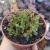 Crassula Exilis Cooperi (pote 09) - comprar online