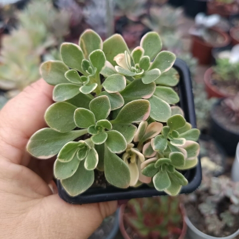 Aeoniun Domesticum Variegata (pote 06) - comprar online