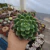 Echeveria Channel (pote 09) - comprar online