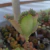 Kalanchoe Laetivirens Mãe de Milhares (pote 09) na internet