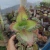 Kalanchoe Laetivirens Mãe de Milhares (pote 09) - comprar online