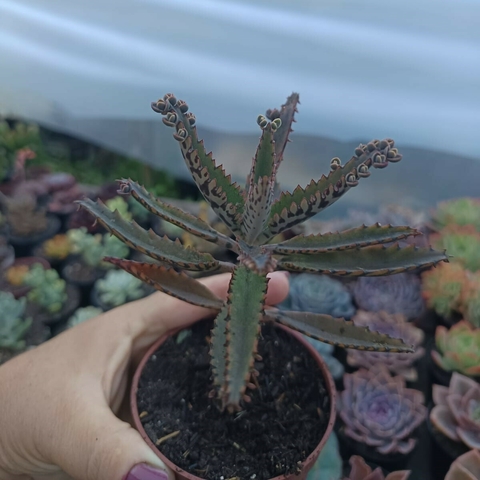 Kalanchoe Daigremontiana (pote 09) - comprar online