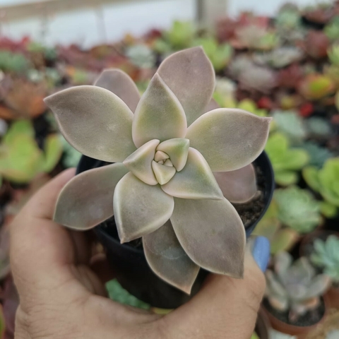 Graptopetalum Paraguayense variegata (pote 09) - comprar online