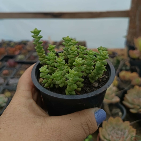 Crassula Tom Thumb (pote 09) - comprar online