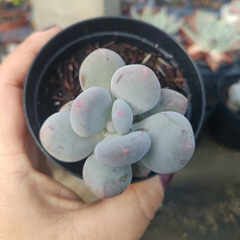 Echeveria Blue Waze (pote 09) - comprar online