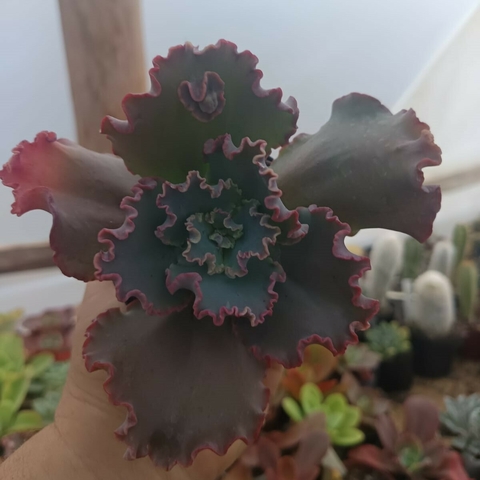 Echeveria Marjorie Pogue (pote 11) - comprar online