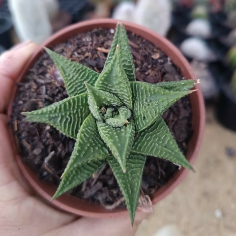 Haworthia Limifolia (pote 09) - comprar online