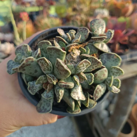 Adromischus Cooperi Colônia (pote 11) - comprar online
