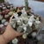Kalanchoe Eriophila (pote 11) - comprar online