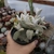 Kalanchoe Eriophila (pote 11) na internet