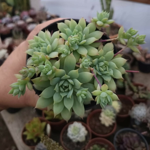Graptopetalum Macdougallii Colônia (pote 11) - comprar online