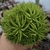 Haworthia Clhorocantha (pote 11) na internet