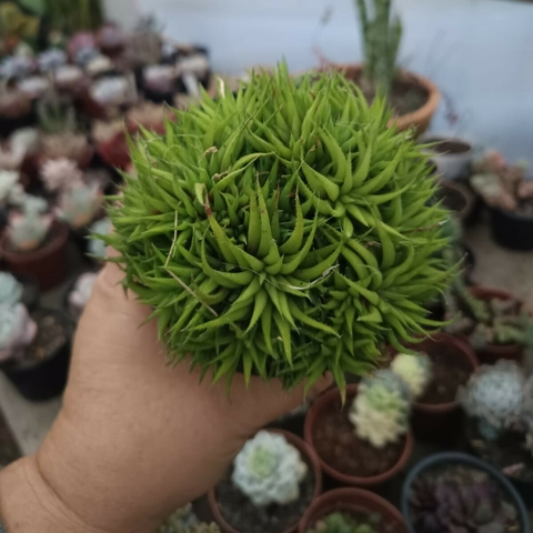 Haworthia Clhorocantha (pote 11) - comprar online