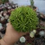 Haworthia Clhorocantha (pote 11) - comprar online