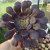 Aeonium Cooper Ketlle (pote 09) - comprar online