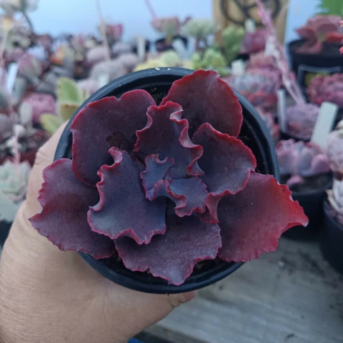 Echeveria Gibbiflora Zorro (pote 15) - comprar online