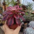 Aeonium Medusa (pote 09) na internet