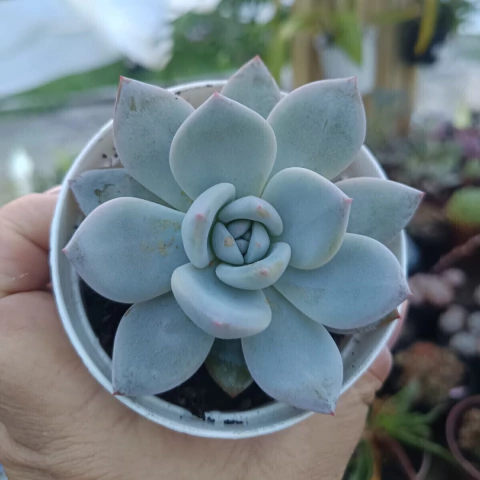 Echeveria Sundown Ancyl (pote 09)