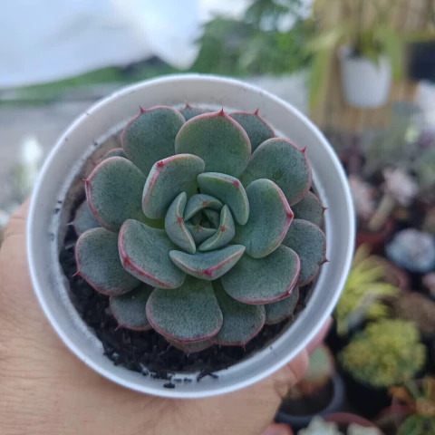 Echeveria Wing Shawii (pote 09)