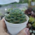 Echeveria Ice Pink (pote 09) - comprar online