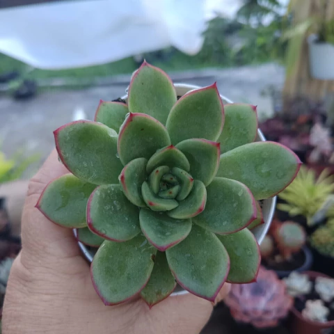 Echeveria Lutharis (pote 09)