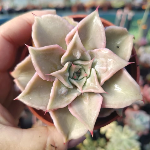 Echeveria Madiba com Carúncula (pote 09)