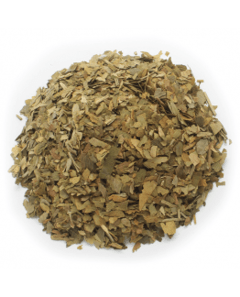 Ginkgo biloba