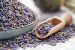 Lavanda