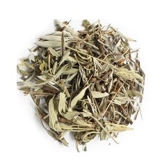 Salvia blanca