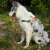 Arness Mpets Wild Jungle M en internet