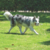 Juguete Pelota Mpets Coto Loop Gris - Casper Pet Store