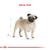 Imagen de Royal Canin Pug Adulto 7,5 Kg